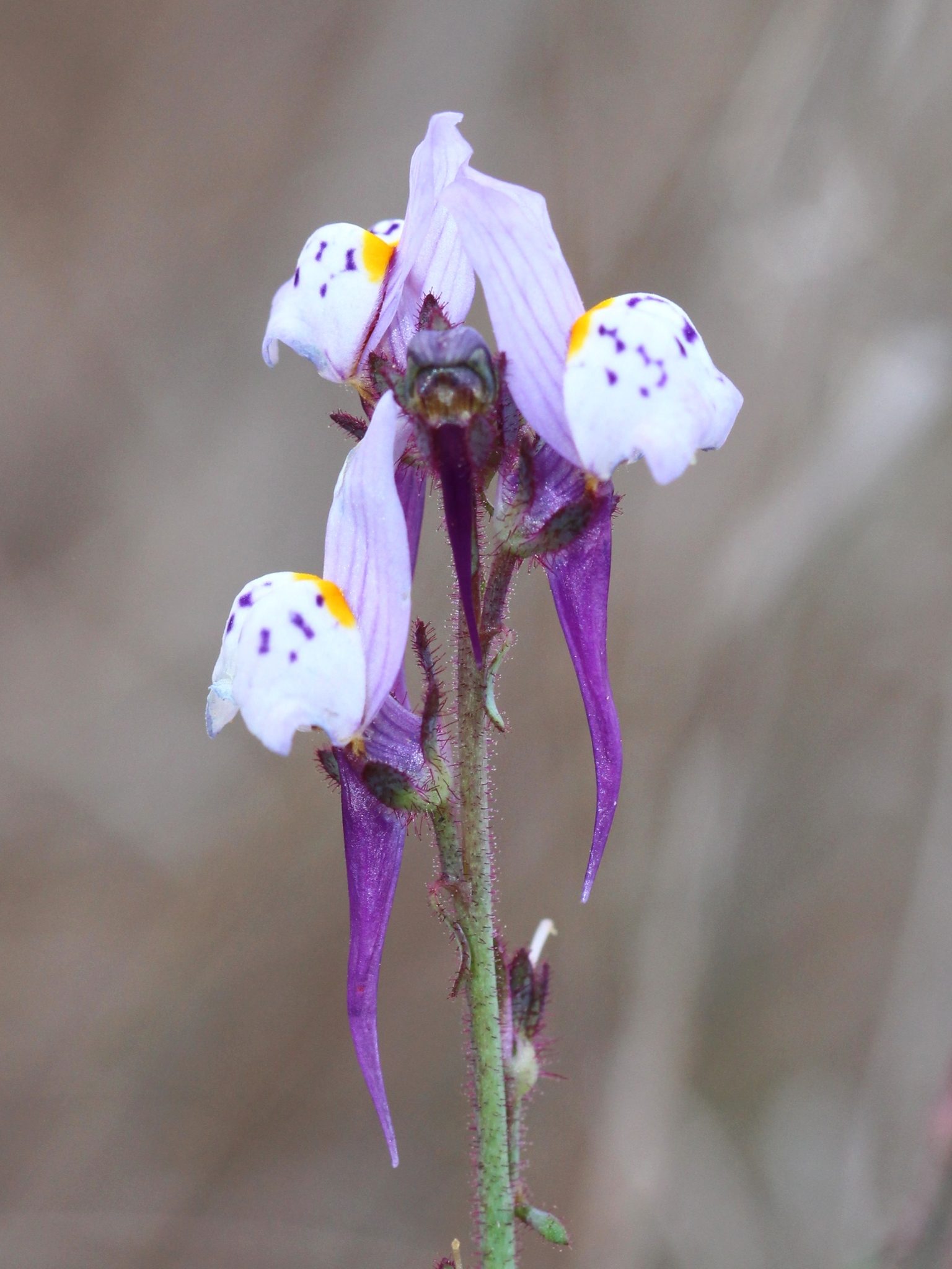 Amethyst Toadflax