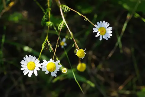 German Chamomile