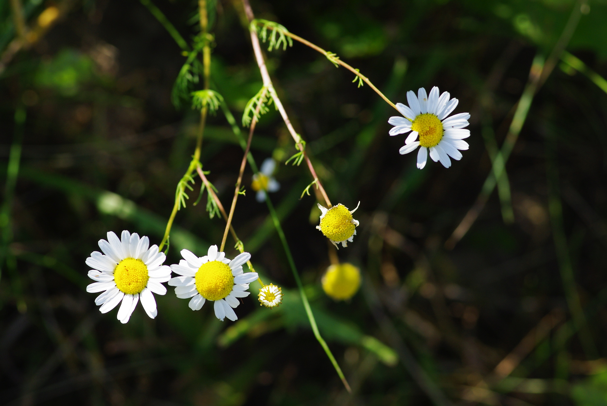 German Chamomile