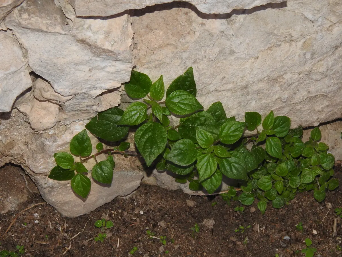 Pellitory-of-the-Wall