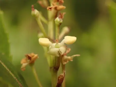 Green Olive Tree