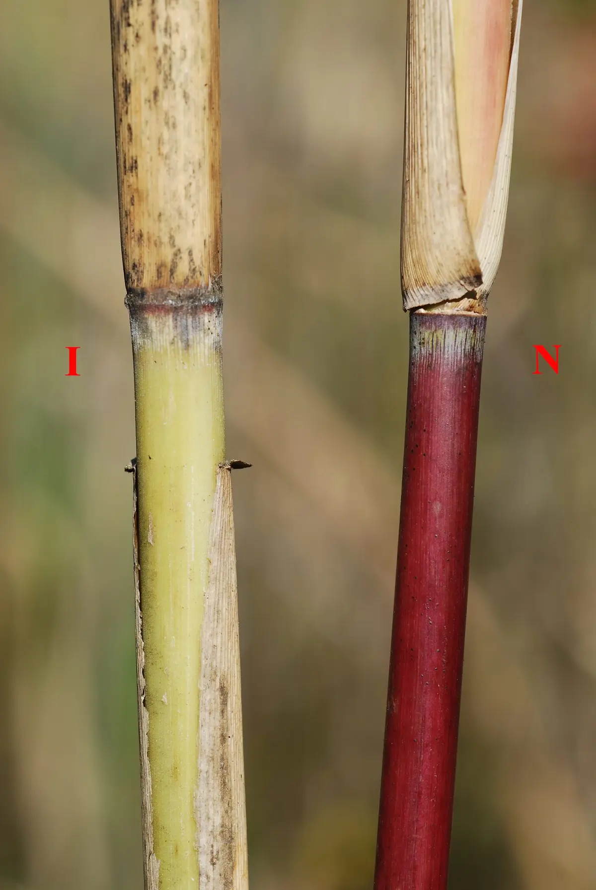 Common Reed