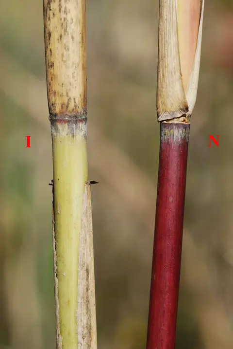 Common Reed