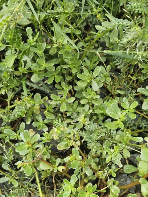 Purslane