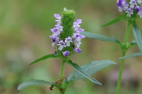 Self-heal