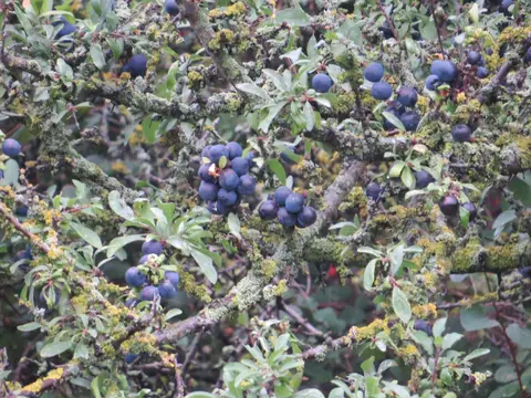 Blackthorn