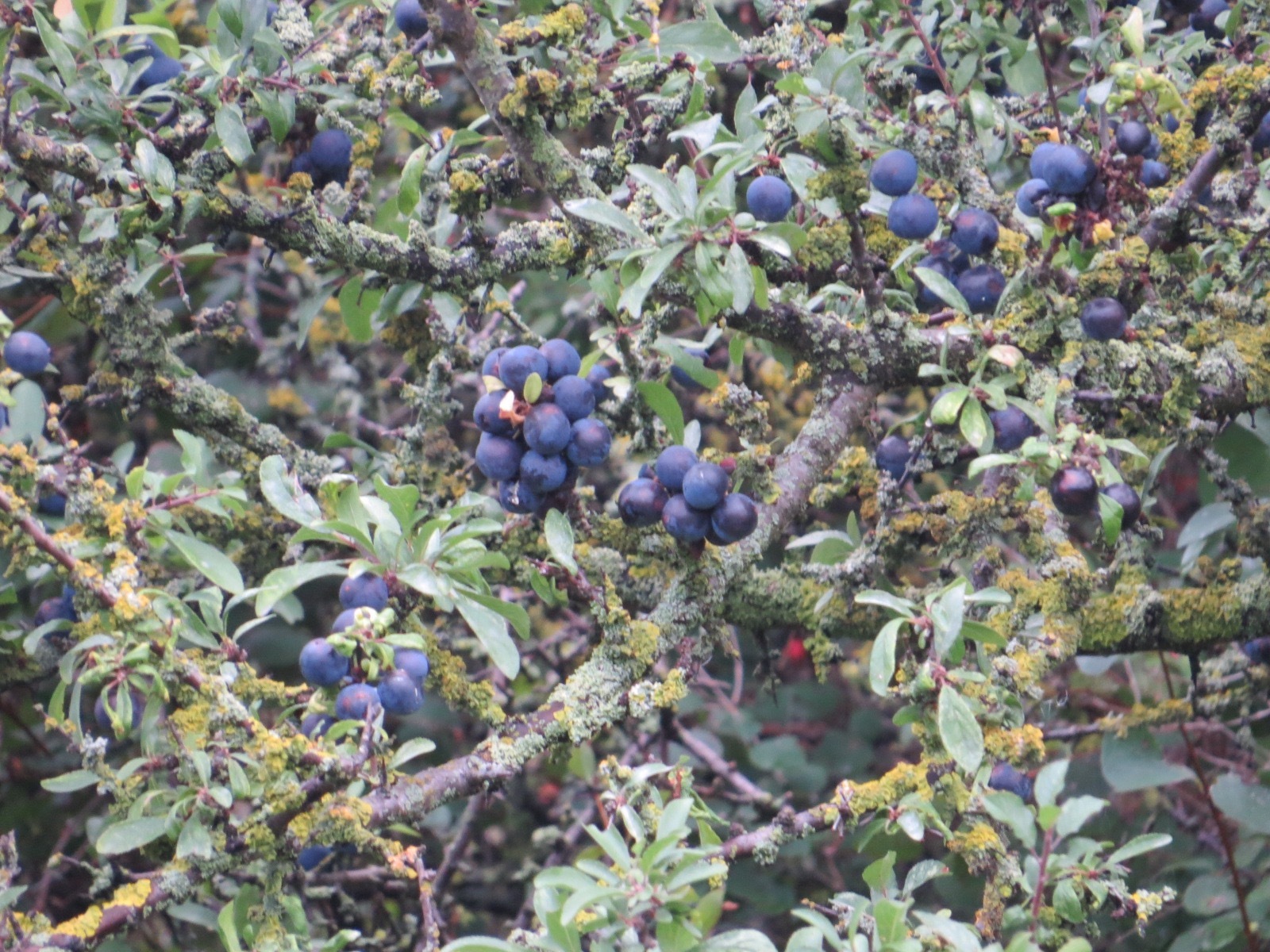 Blackthorn