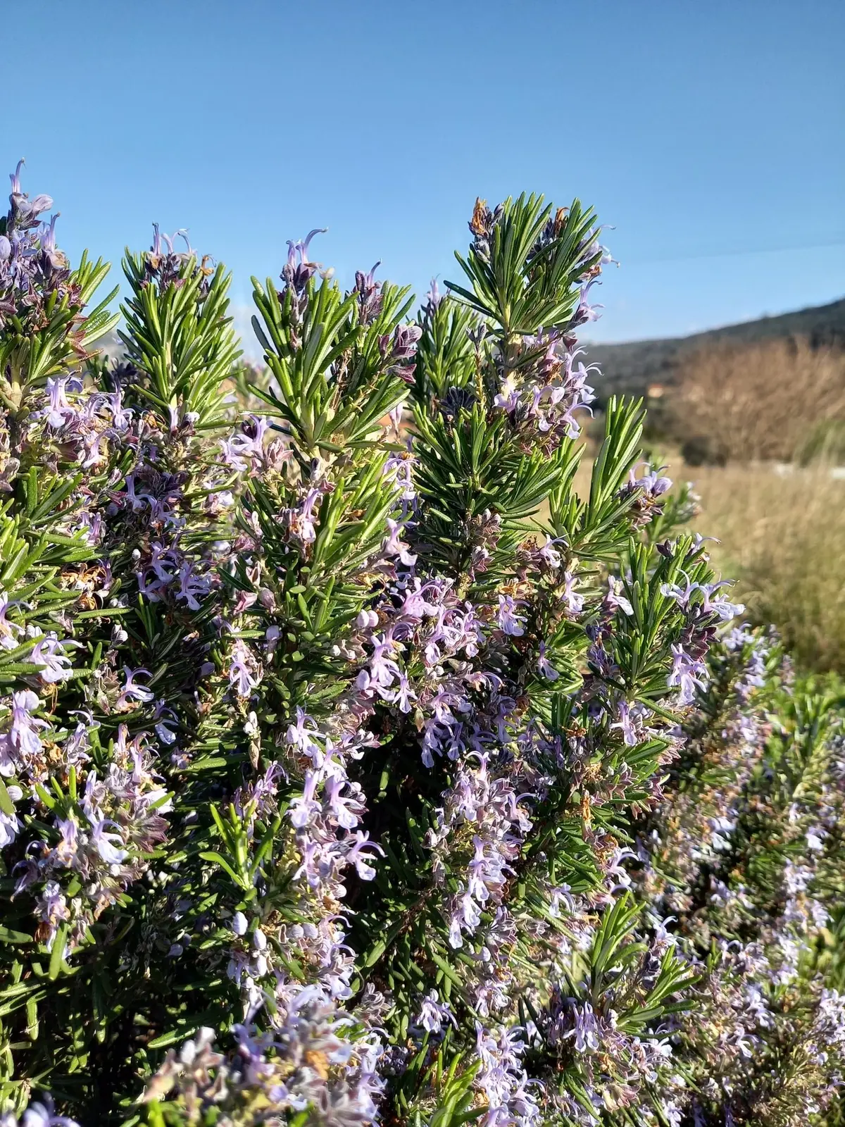 Rosemary