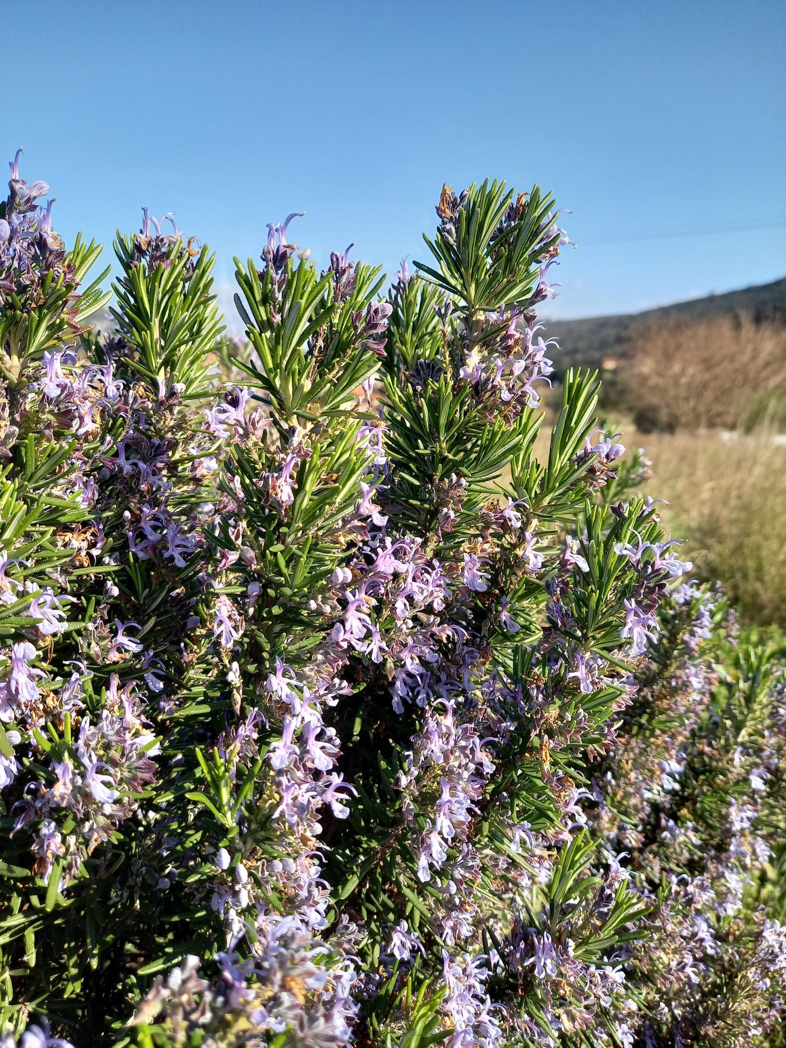 Rosemary