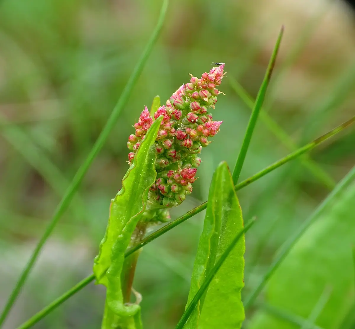 Common Sorrel