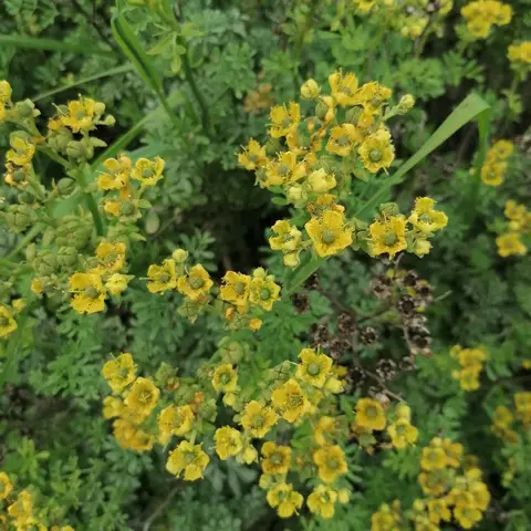 Fringed Rue