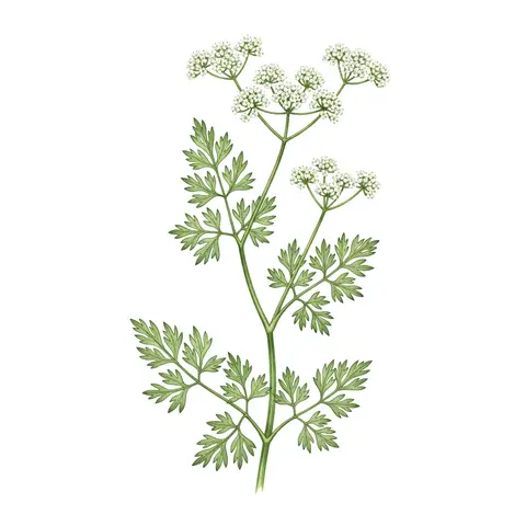 Chervil